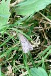 Eudonia pallida