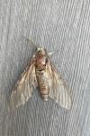 Agrius convolvuli