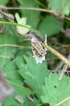 Meganola albula