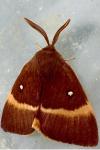 Lasiocampa quercus