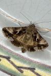 Autographa gamma