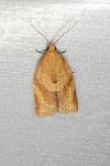 Clepsis consimilana