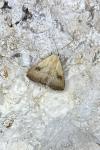 Rivula sericealis