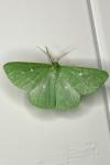 Thetidia smaragdaria