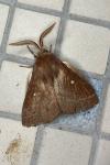 Lasiocampa trifolii