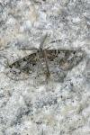Cleorodes lichenaria