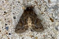 Thalpophila matura