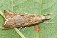 Agriphila geniculea
