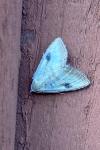 Rivula sericealis