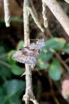 Aplocera