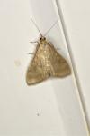 Ostrinia nubilalis
