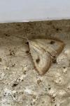 Rivula sericealis
