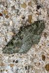 Cleorodes lichenaria