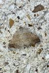 Laspeyria flexula