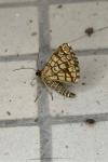 Chiasmia clathrata