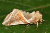 Habrosyne pyritoides