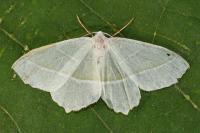 Campaea margaritaria