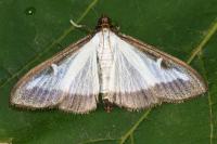 Cydalima perspectalis