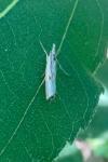 Agriphila inquinatella