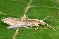 Plutella xylostella