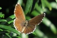 Cacyreus marshalli