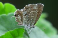 Cacyreus marshalli