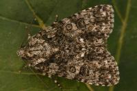 Acronicta rumicis