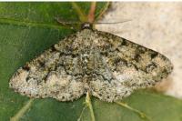 Cleorodes lichenaria