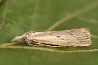 Agriphila geniculea