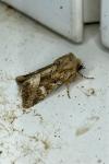 Luperina dumerilii