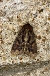 Thalpophila matura