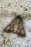 Thalpophila matura