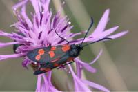 Zygaena transalpina