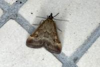 Pyrausta despicata