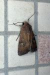 Xestia xanthographa