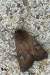 Xestia xanthographa