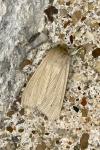 Mythimna pallens