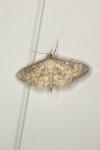 Patania ruralis
