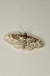 Idaea rusticata
