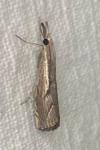 Agriphila geniculea