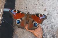 Aglais io