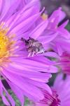Choreutis nemorana