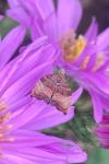 Choreutis nemorana