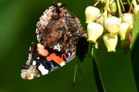 Vanessa atalanta
