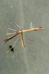 Emmelina monodactyla