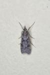 Eudonia angustea