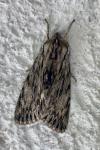 Asteroscopus sphinx