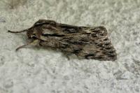 Asteroscopus sphinx