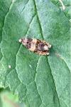 Celypha aurofasciana