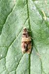 Celypha aurofasciana